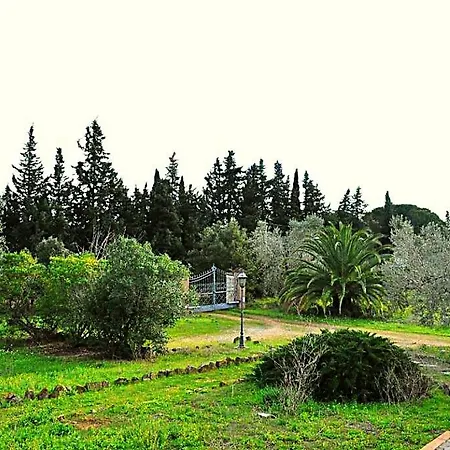 Olga Carbonifera